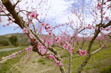 白杏仁树花