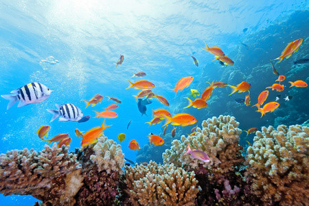 珊瑚礁上的珊瑚景象