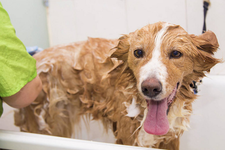 理发的狗在理发店里给狗洗澡照片