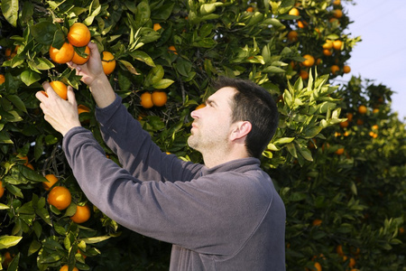 橘子树田农民采摘水果图片