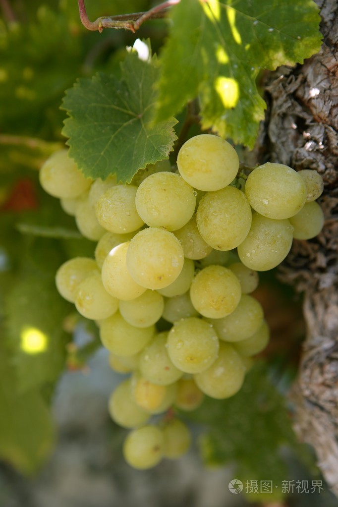 美味的黄秋葡萄果照片-正版商用图片02hpww-摄图新视界