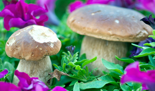 牛肝菌蘑菇和其他植被 意大利