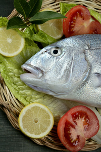 丹顿地中海鱼嘴图片