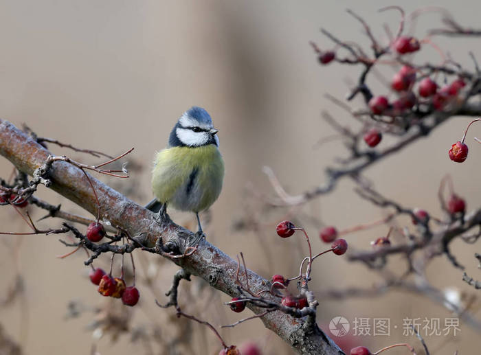 蓝色山雀坐落在一个模糊的背景上的红浆果山楂树枝
