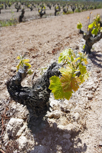 西班牙第一个春天的葡萄园