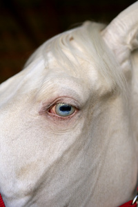 一匹白马的蓝眼睛宏观细节