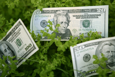 从绿色植物生长的美元纸币照片