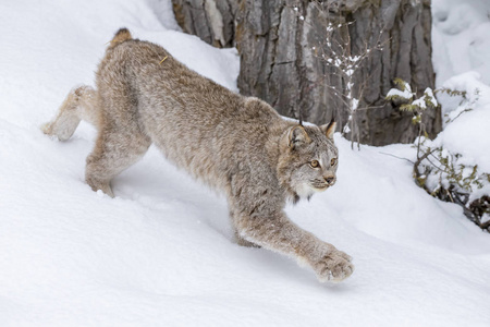 山猫在雪中