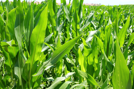 农业玉米种植田绿色种植