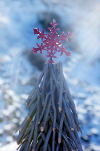 下雪天的圣诞红明星