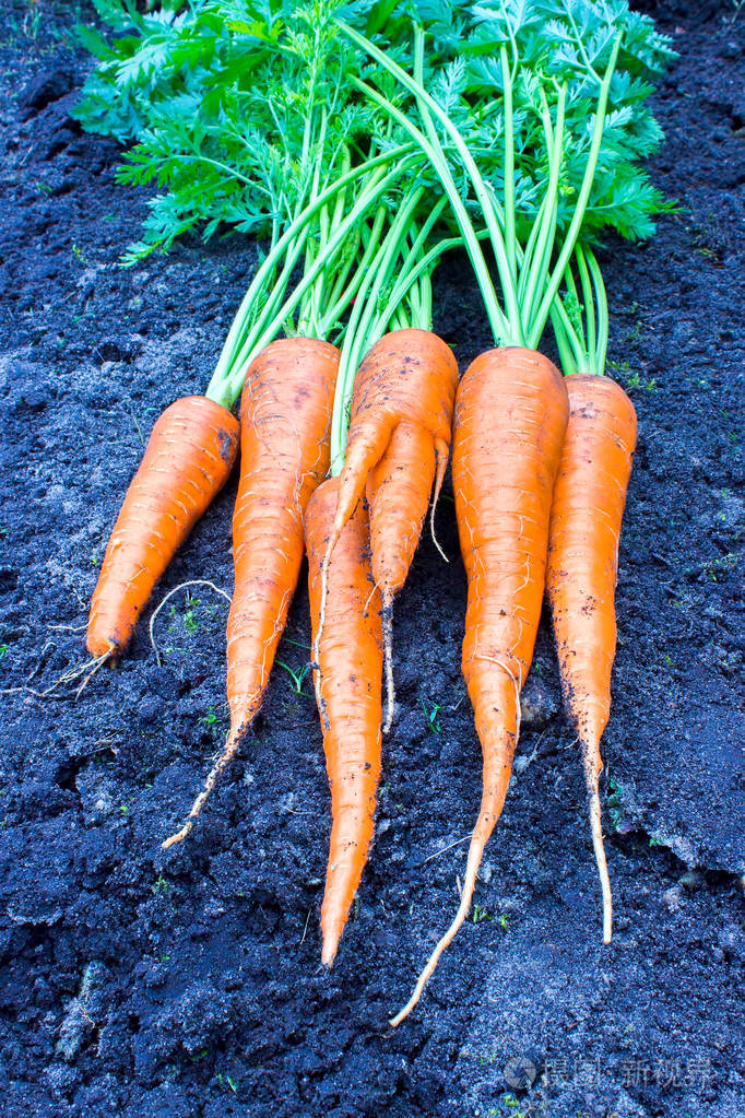 新鲜的胡萝卜躺在黑土上