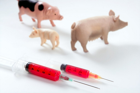 猪流感甲型 h1n1 流感疫苗隐喻