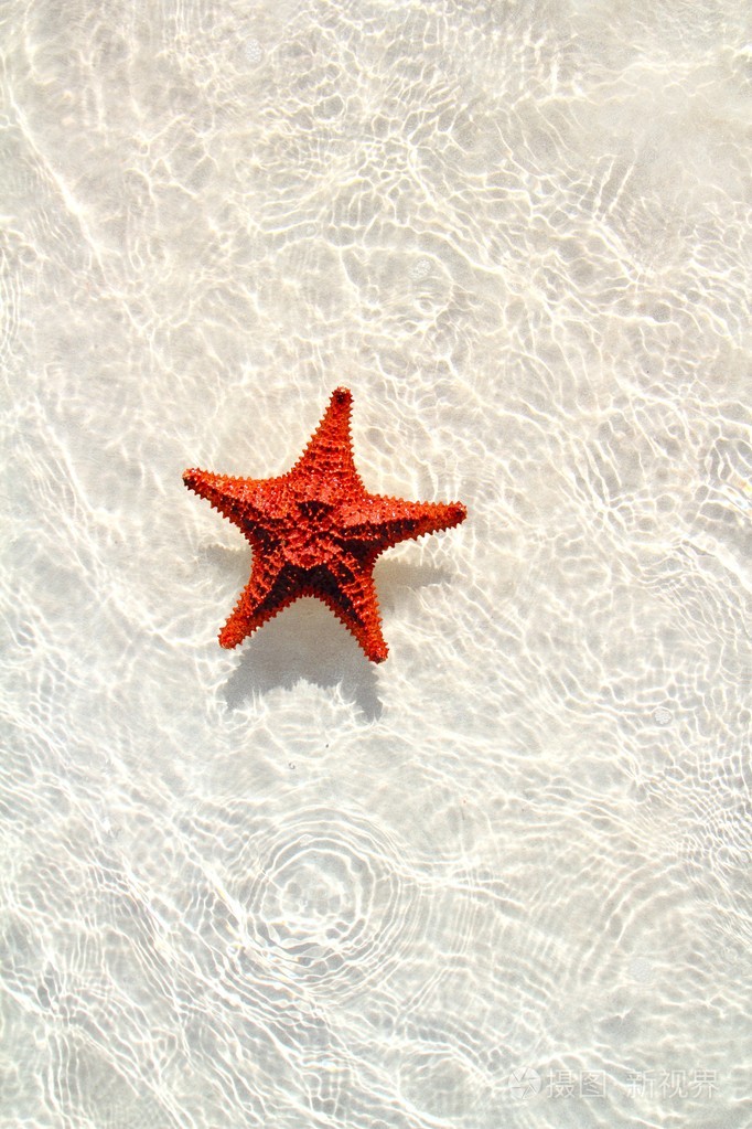 海星橙色波浪浅层水中照片-正版商用图片02hsxq-摄图新视界