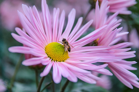 菊花蜜蜂图片