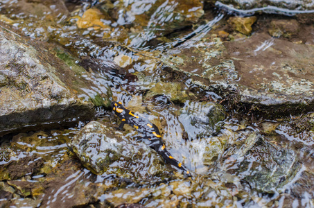 野生动物中的蝾螈, 在山涧的淡水中