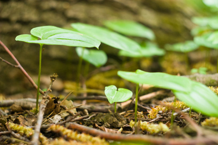 野生植物