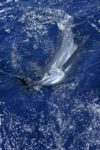 美丽的白色马林真正长咀鱼钓鱼运动照片