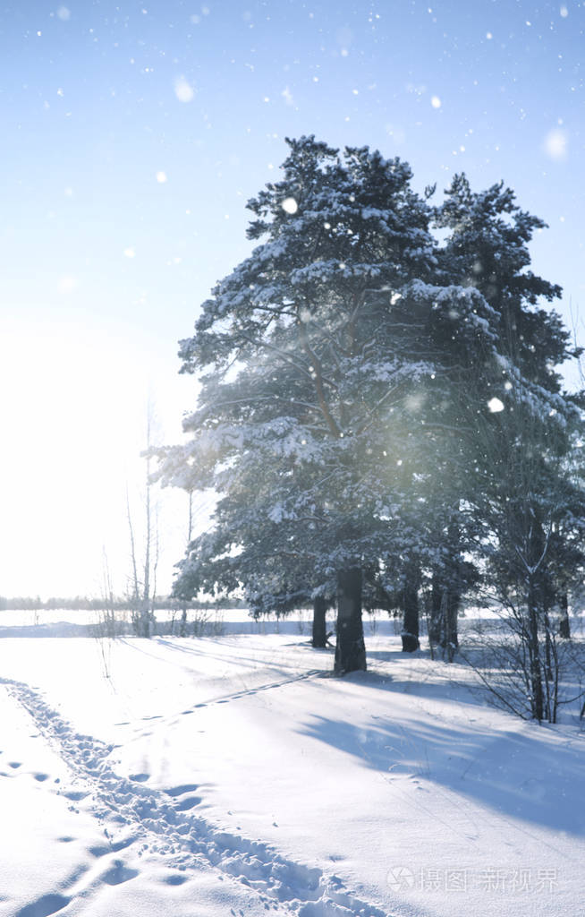 冬雪中的神奇松树林