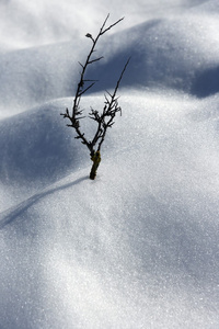 干分支棵孤独的树比喻雪沙漠