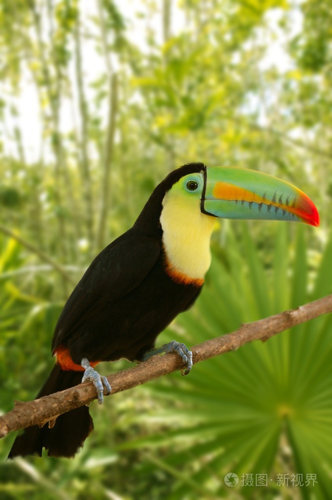 巨嘴鸟记记帐 tamphastos 彩虹巨丛林