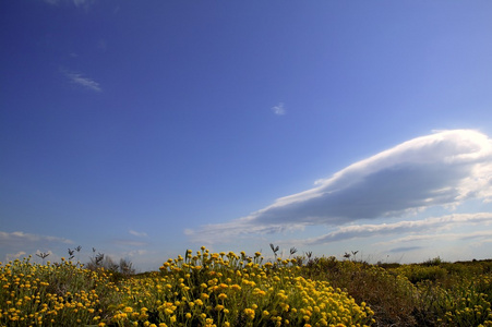 春天的黄色的花草甸蓝色天空