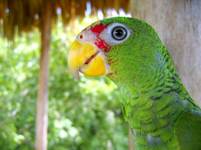 cotorra 从中美洲的绿色鹦鹉