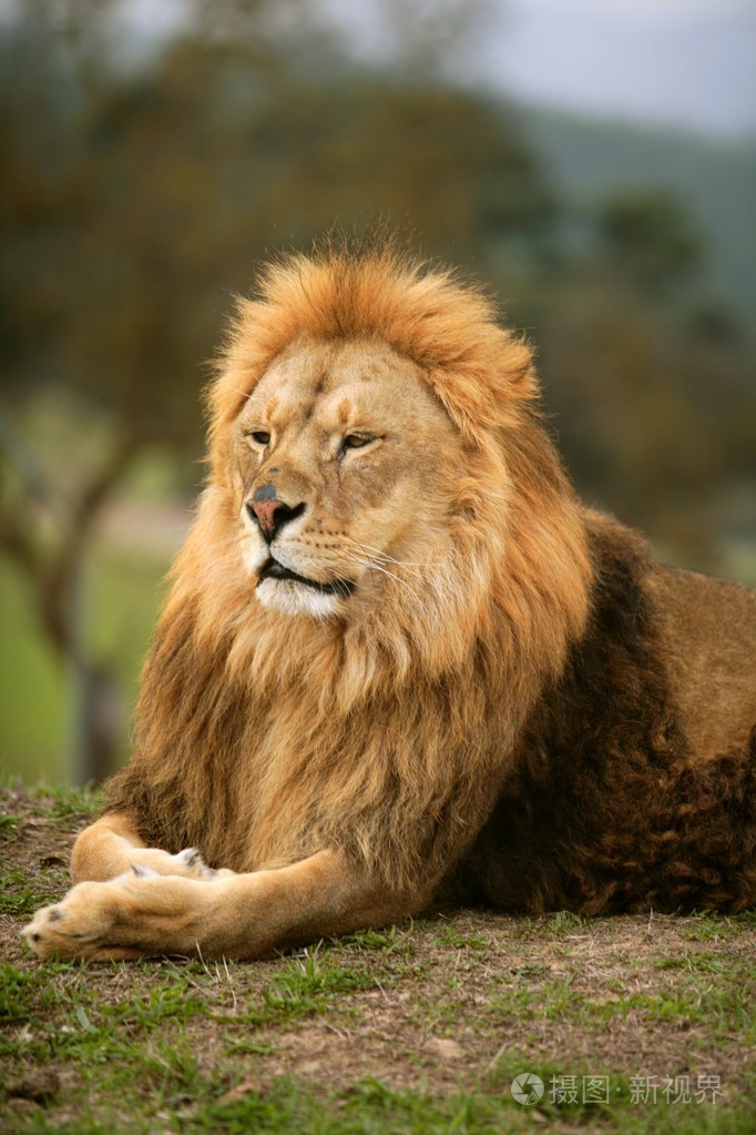 美丽狮野生雄性动物肖像