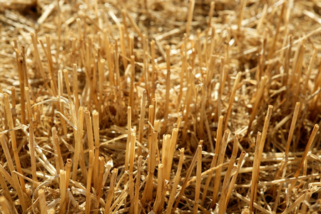 断层小麦场土壤植物详细信息