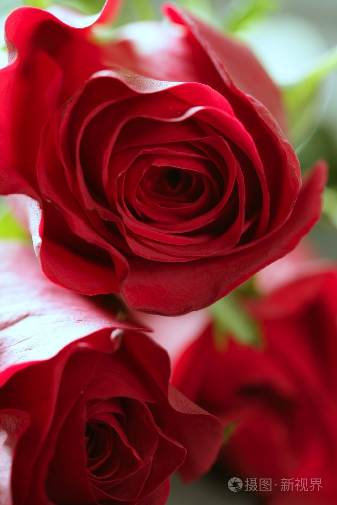 在红色花瓣朵美丽的玫瑰花花