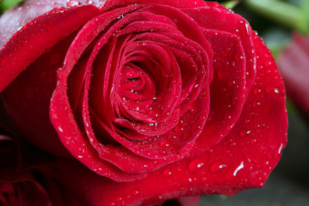 红玫瑰宏与水滴