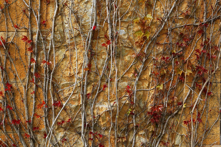 秋季攀爬植物墙纹理背景