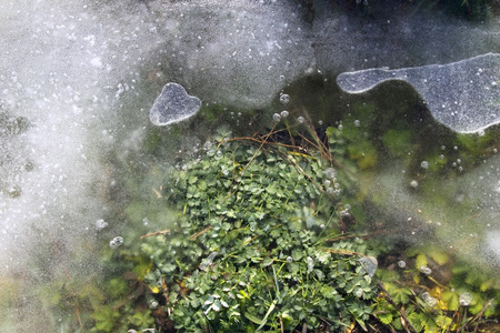 下冰和雪冰的草植物图片