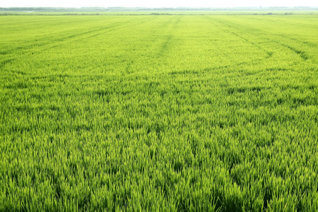 在西班牙水稻领域绿色草地图片