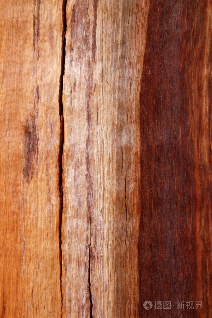 裂纹的桉树的树干木材纹理