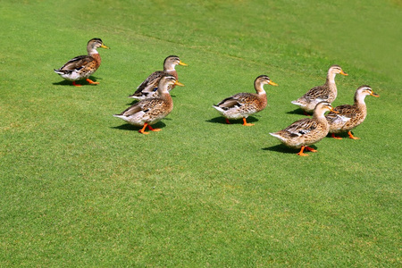 群鸭走在花园的绿草
