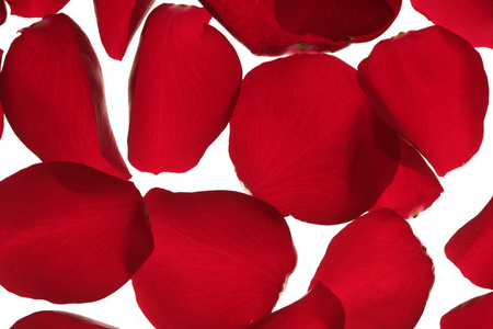 红色的玫瑰花瓣纹理背景