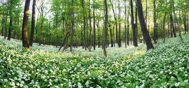 春季森林与盛开的白花。野蒜