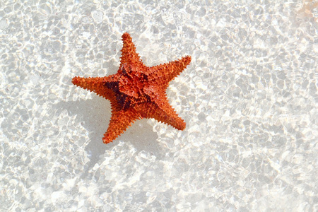 海星橙色波浪浅层水中