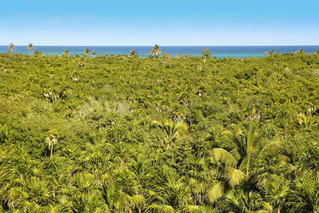 热带棕榈树丛林仙卡恩图卢姆
