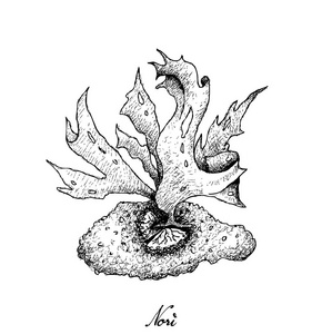 紫菜海带图片-紫菜海带素材-紫菜海带插画-摄图新视界