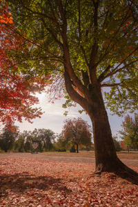 秋天颜色在公园