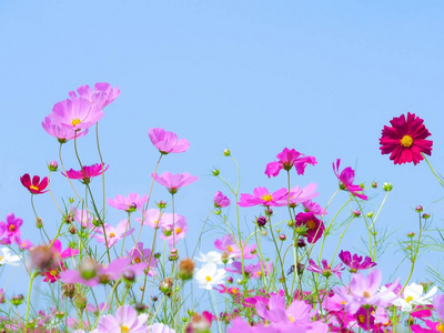 粉红色和紫罗兰色的波斯菊花与模糊背景和蓝天