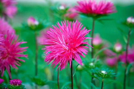 在公园的花坛上的明亮的粉红色紫菀花