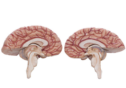 人类的大脑模型分离在白色的背景