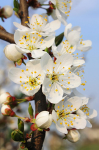 鲜花和大樱桃芽