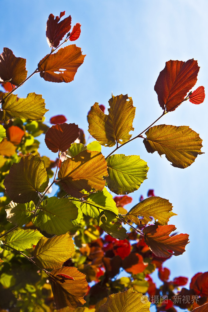 桦树上美丽的叶子照片-正版商用图片02ieim-摄图新视界
