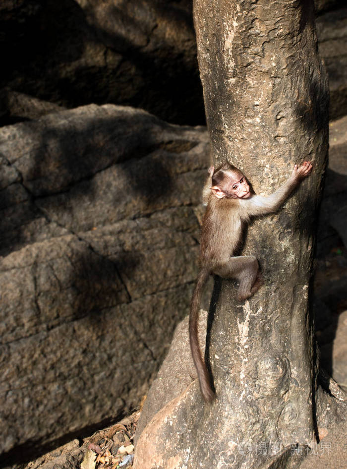 小猴在岩石背景下爬树