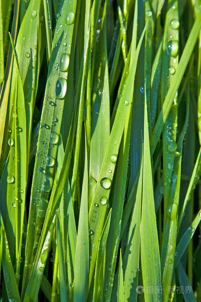 带露珠的绿色小麦草