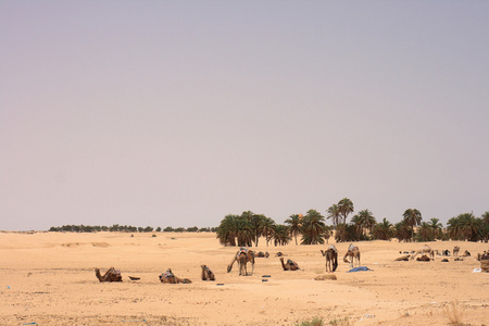 与骆驼撒哈拉图片