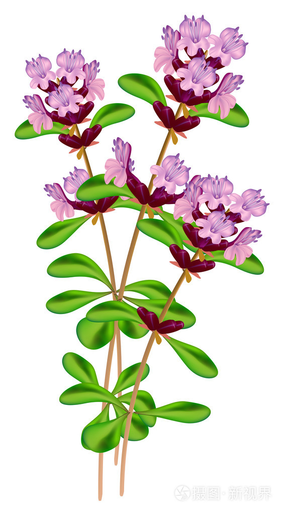 百里香开花在白色背景上的矢量图